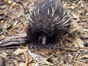 Echidna.jpg