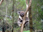 Koala.jpg