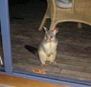 Possum.jpg