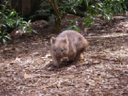 Wombat.jpg