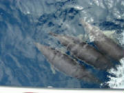 dolphins3040825.jpg