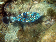 filefish.jpg