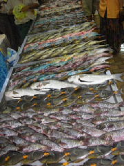 fishdisplay.jpg