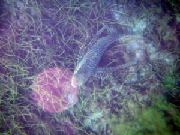 flyinggurnard.jpg