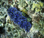 giantclam.jpg