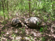 gianttortoises4.jpg