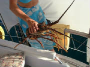 lobsterb1.jpg