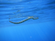 seasnake.jpg