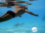 tandsharks.jpg