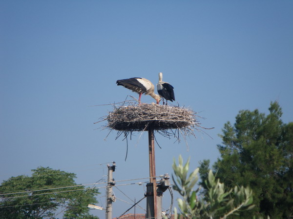 Storks.jpg