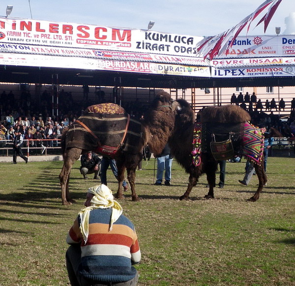 camelwrestling.jpg