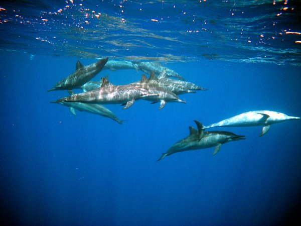 moredolphins.jpg