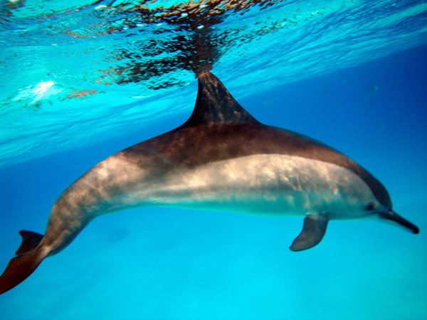 smdolphin2.jpg