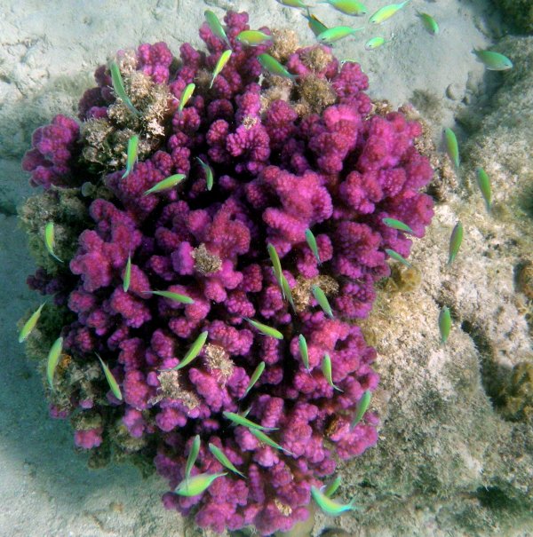 sudancoral.jpg