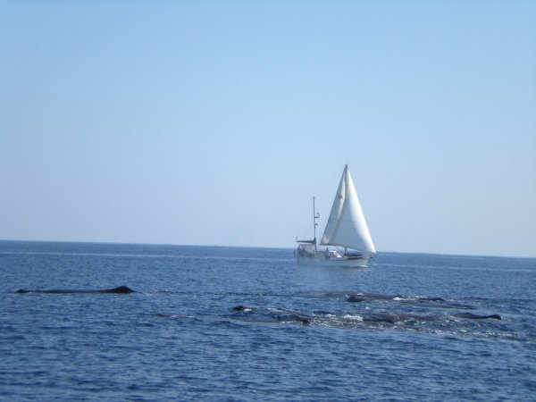 whales.JPG
